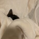 麺毛布にくるまる猫の写真
