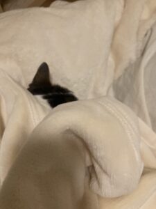 日本製のオーガニックコットン綿毛布に包まるミニマリストと暮らす猫の写真