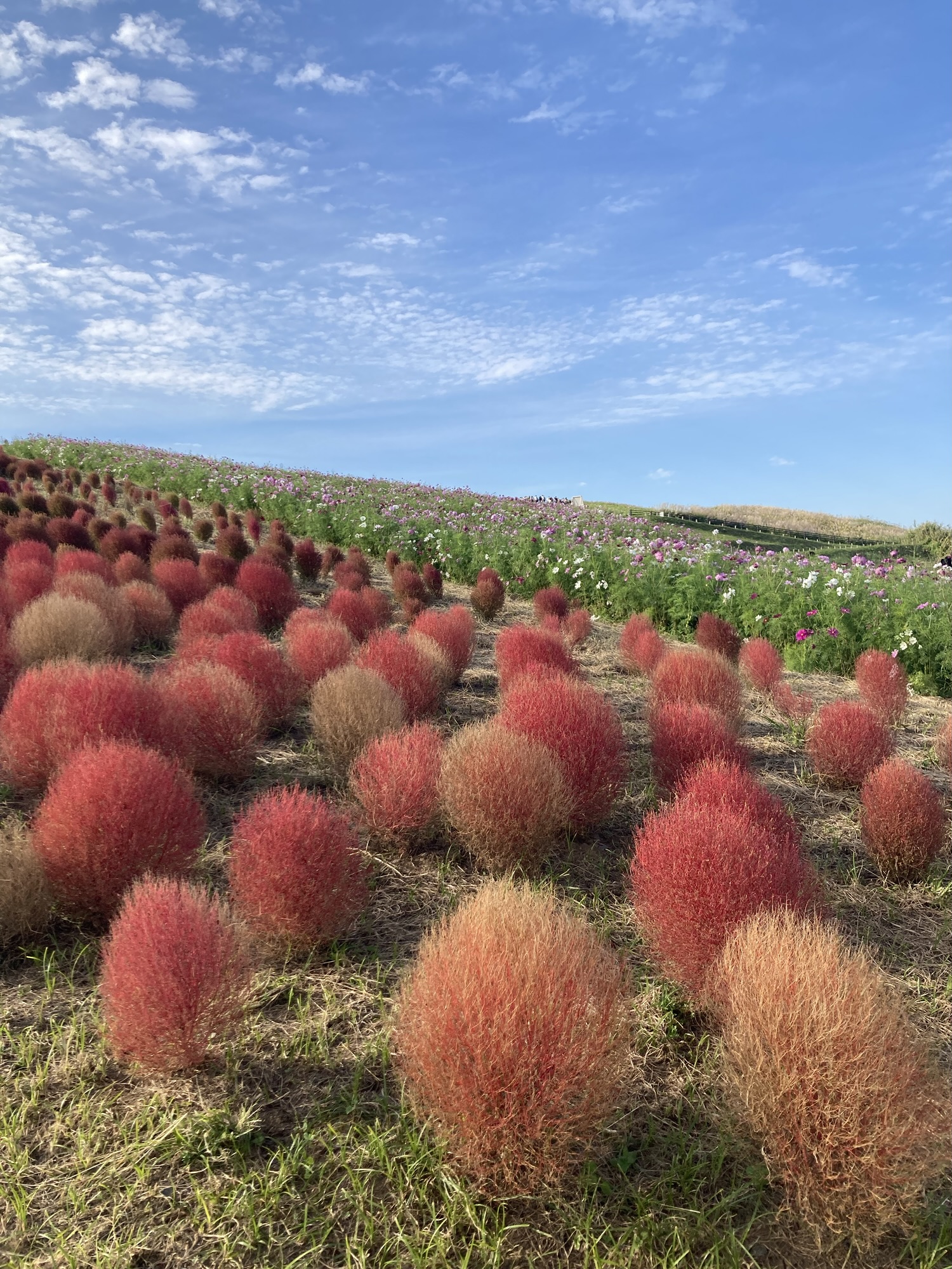 無趣味だと思っていた自分が、小さな楽しみに気づいた瞬間を表す写真。空とコキアの穏やかな風景。
