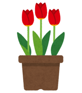 チューリップの鉢植えのイラスト