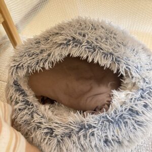 猫ドームに湯たんぽを入れた写真